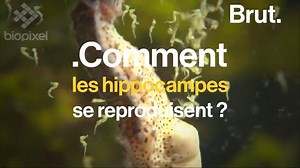 1.4M views · 1.5K reactions |  : La reproduction des hippocampes  | Biologie Université | Facebook