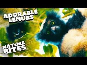 Rare Lemurs of Madagascar: An Exclusive Look into their Wild Habitat | Nature Bits