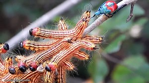 15 Crazy Fighting Moments In The Insect Kingdom