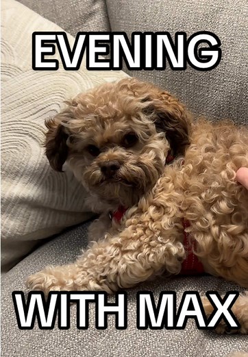 Evening Routine with Max: A Dog Owner's Perspective