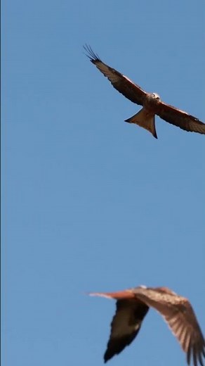 Red Kites of Wales - sneak preview of the upcoming video