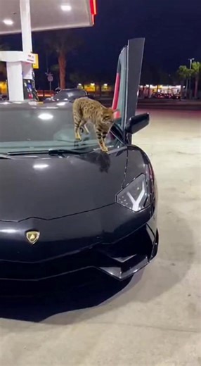 Proof that the real owner of this place is the cat The videos are made using AI for your entertainment | Coby Persin