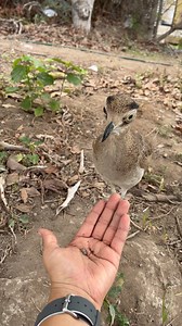 Alimentando a Tito 🥰 #huerequeque #avessilvestres #viralpost | Tito huerequequito