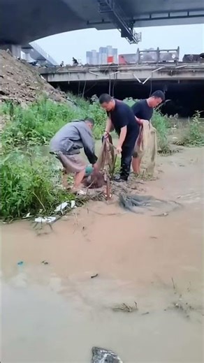 best fish catching videos #cast #fishing #fishingnets