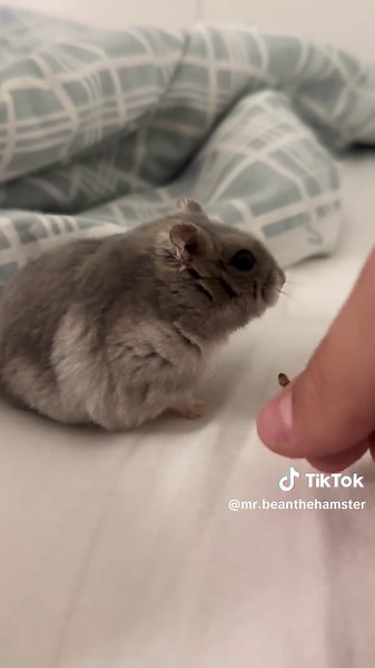 Essential Care Tips for Your Dwarf Hamster