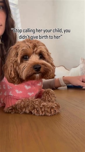 Cavapoo puppy’s for adoption and rehoming on Reels