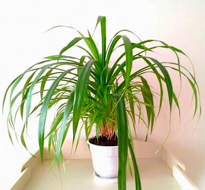 Панданус: уход в домашних условиях, пересадка и размножение, виды