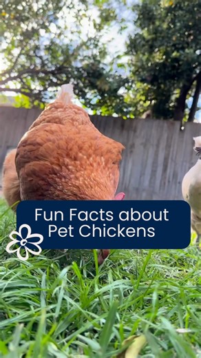 5.4K views · 995 reactions | Do you or anyone you know have a pet chickens? We’d love to know what you love about them!  | Petstock | Facebook