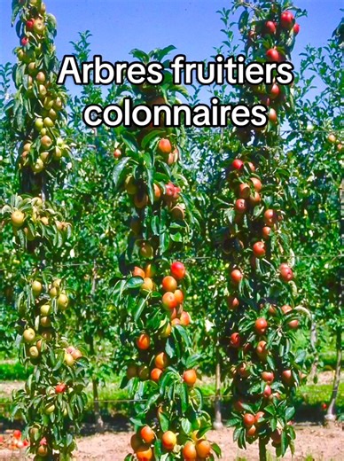 Découvrez les arbres fruitiers colonnaires , une solution pour les petits espaces.Un arbre qui pousse en colonne( ne prend pas de place ) , donne plus de fruits que les autres arbres fruitiers et ne demande que très peu d’entretien … tu connaissais ? #arbresfruitiers #arbre #fruit #bonolan #astuce #jardin #carolinemunoz #jardinage | Caroline Munoz