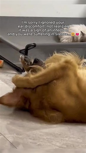 Effective Ear Infection Relief for Dogs