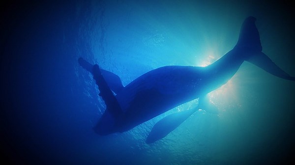 Watch The Proof Is Out There Season 1 Episode 5 | HISTORY Channel