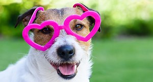 5 Ways to Have the Best Valentine's Day with Your Pet