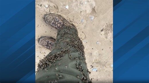 Stable flies swarm northern Michigan lakeshores this summer