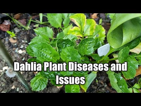 Dahlia Plant Diseases and Issues