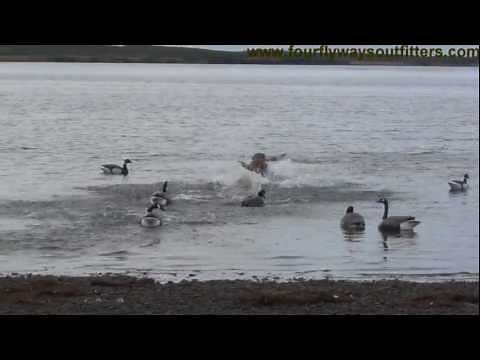 2012 Black Brant Hunting in Alaska