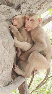 1.9M views · 5.7K reactions | Sleeping monkey dreams of fruit​ #animals #monkeys #cute #monkeytime #monkeyworld #loveanimals | Monkey vdo | Facebook