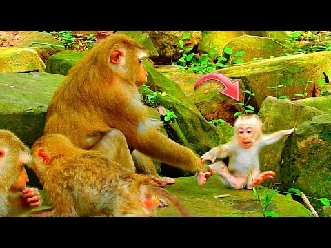 Caught On Camera! Jacee's Hilarious reaction Will Make You Smile! Cutest Baby Monkey Ever!