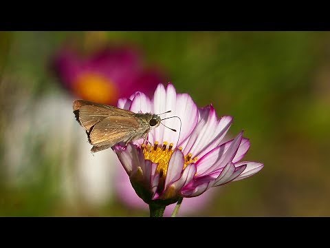 【6種類】花から蜜を吸う蝶達