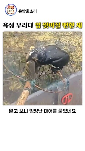 가마우지 전통낚시법이라는데 #동물#물고기