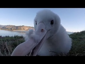 The Albatross : A Journey Through Time
