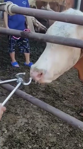 Heavy-Duty Stainless Steel Bull Nose Ring – Essential Cattle Handling Tool 🐂