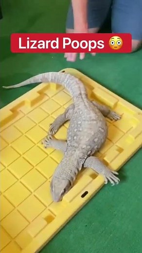 Lizard Poops 😳🦎💩 #shorts #lizard