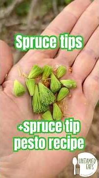 Incredible edible spruce tips + spruce tip pecan pesto recipe #sprucetips #sprucerecipes