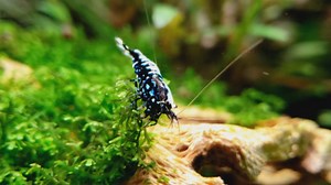 Viral ‘shrimp raves’ raise awareness of an endangered species