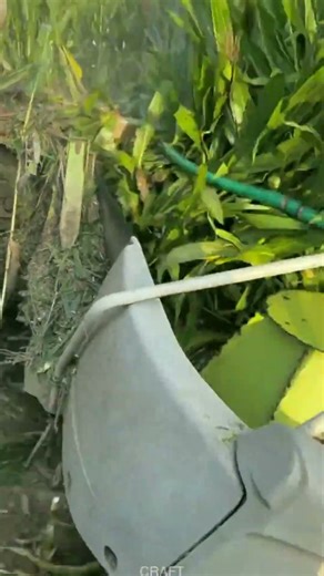 Corn Harvester Power! Reaping Fields in Minutes—Insane Efficiency!