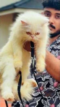 She was taken away 😰 #shortvideo #adoption #malayalam #cat