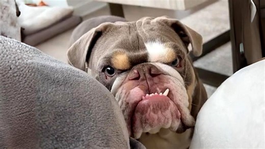 English Bulldog 💔 The Sad Truth about Them! | 1 Minute Animals Despite their iconic appearance, English Bulldogs often face health challenges. Bred for specific traits, their flat faces can lead to breathing difficulties. While their wrinkled charm captures hearts, responsible care is crucial for their well-being. #englishbulldog #englishbulldoglife #englishbulldogstud #englishbulldogpuppy #englishbulldoglovers | 1 Minute Animals