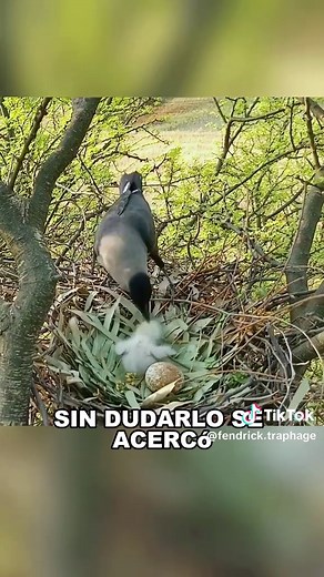 Will Crows That Steal Children Be Caught?