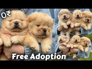 Chow Chow for free adoption | heavy bone puppies are available for free adoption