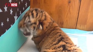 74K views · 10K reactions | Fourteen Siberian #tiger cubs were born in the Siberian Tiger Park, China's largest Siberian tiger breeding center, in northeast China's Heilongjiang Province. | China News 中国新闻网 | Facebook