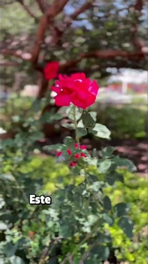 Día Mundial del Medio Ambiente