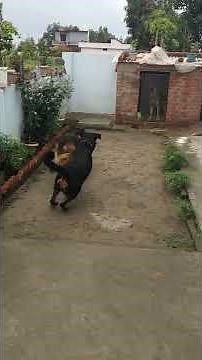 Rottweiler vs German shepherd fight