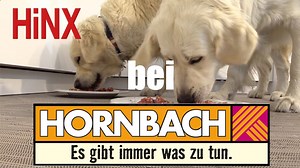 HiNX BARF Komplettmahlzeiten Fertig BARF aus 100% österreichischer Frischware! Regional, nachhaltig, top Qualität. Marken-BARF aus Österreich! So einfach war gesunde Hundeernährung noch nie! Auftauen im Warmwasserbad in nur 15 Minuten! Fertig abgesmischt. Auftauen, füttern - fertig! Alle Infos hierzu: https://www.hinx.at/hornbach.html | Hinx Hundefutter
