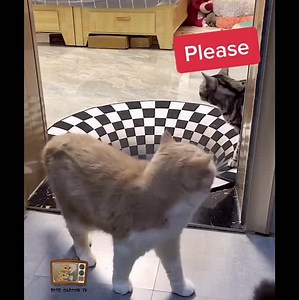 77K views · 366 reactions | The funniest cats. Can't stop laughing at them  | Cats Life | Facebook