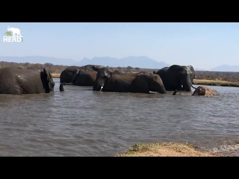 Elephant Swims with a Hippo Cameo 🐘🦛