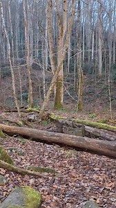 Hiking up Middle prong trail in the Smoky Mountains. Some like to hike up to see the old 1920s Cadillac. The old car is located about 2.2 miles up trail. Its located roughly 20 yards off the main trail hidden by a small berm on the right. Maybe this video will help you find it. I'm terrible with directions. #smokymountainsnationalpark #smokymountains #smokymountainhistory #hikingforhealth | Smoky Mountain Millie