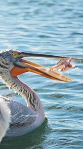 510K views · 3.3K reactions | Pelican Swallows its Meal Wincent pPDIp #bird #nature #wildlife | HAWI Studios | Facebook