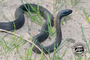 Black Spitting Cobra - ASI