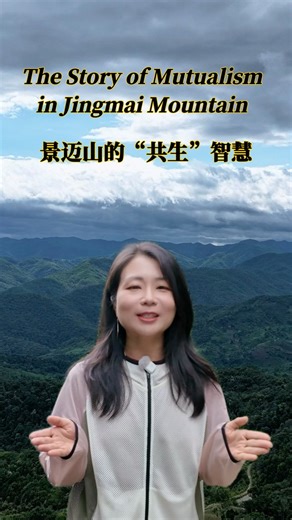 2.2K views · 53 reactions | Life on Jingmai Mountain is built on mutualism (共生, gòngshēng) - people and nature thriving together. Villagers earn a living from tea, while protecting the forest that sustains them. | Learn Chinese | Facebook