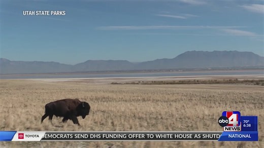 Heat wave means that biting insects at Antelope Island will hatch early: How to prepare for a visit