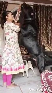 Huge king size giant Rottweiler from India. Rottweiler..... rottweiler .... Pittie Nation Bhola Shola The Dodo Pitbulls&Rottweilers D.O.G.S Dog Bless You Watchdogs Rottweiler iHeartDogs.com Lifewithdogs | DOG's World News