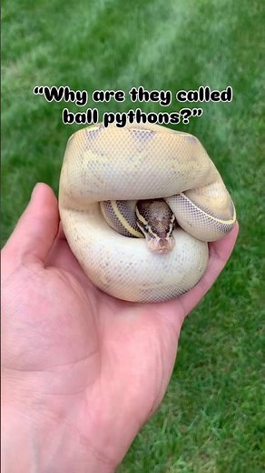 Why Are They Called Ball Pythons!?