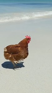 Ex-battery hen now living her best life 🐔🏄‍♀️ ©SWNS / Lauren Williams #ExBatteryHen #AnimalRescue #BestLife #SurfingHen #CampLife #Rescue | Incredible Tails