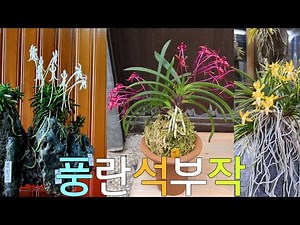 풍란 석부작 최고의 작품