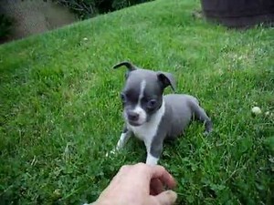 Blue Boston Terrier Puppy - BonneBlue