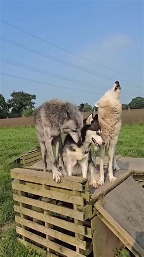 6.1K views · 43 reactions | Husky tries howling with wolves #fblifestyle | Dog Awareness | Facebook